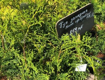 Растения открытого грунта. Фотоотчёт.